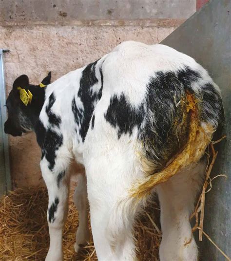 testing a bottle calf for disease|how to treat a sick calf.